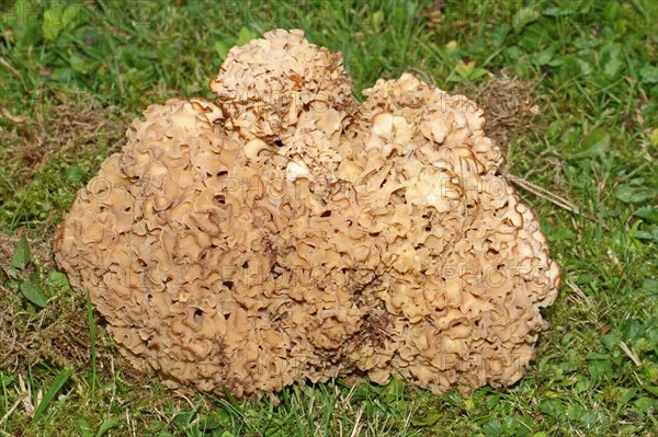 Frilled wood cauliflower fungus