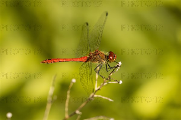 Early Darter