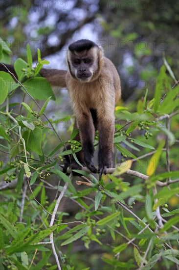 Tufted capuchin