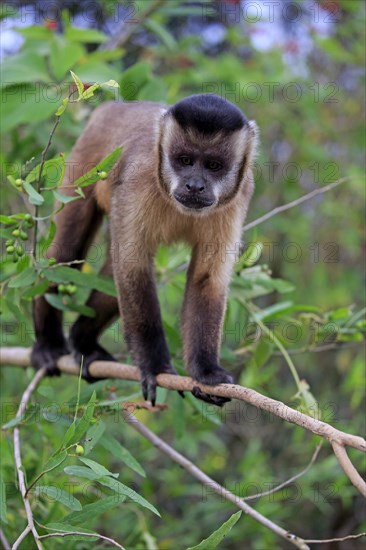 Tufted capuchin