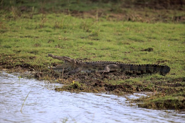 Saltwater crocodile