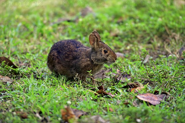 Marsh rabbit