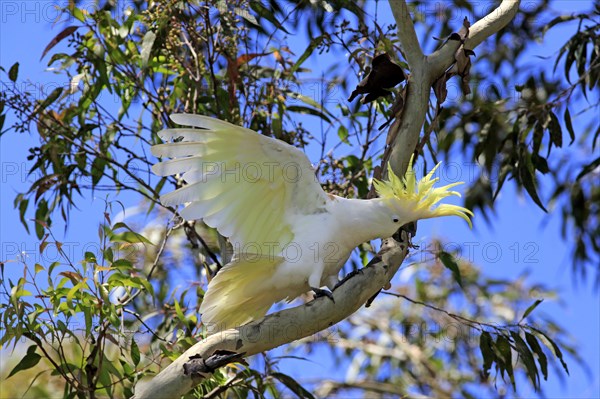 Sulphur-crested cockatoo