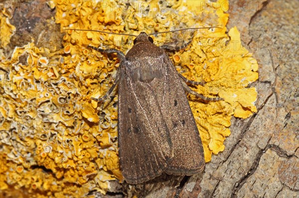 Three-spotted Lance Owl