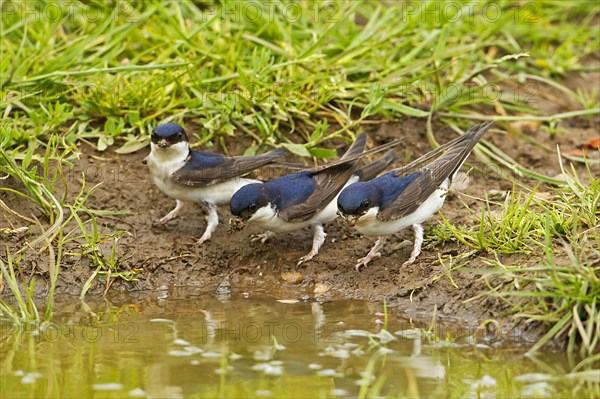 House Martin