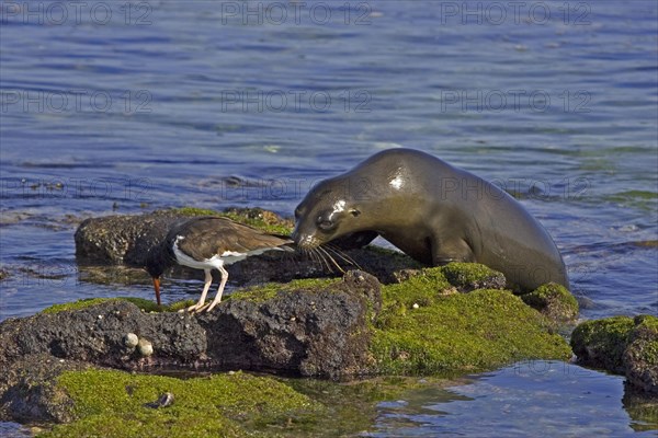 American Oystercatcher