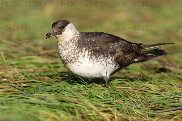 Pomarine jaeger