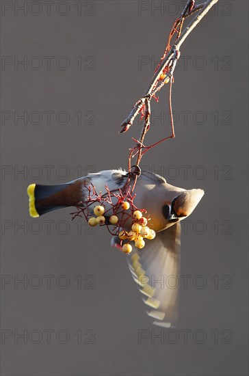 Waxwing