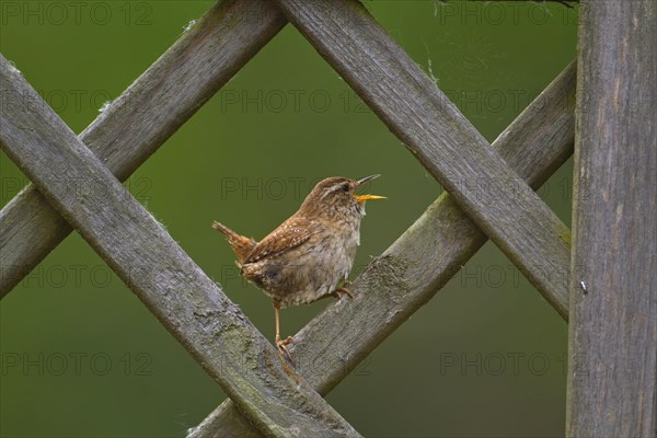 Winter Wren