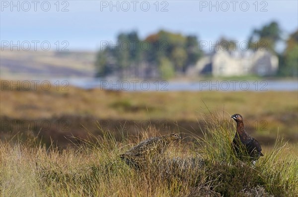 Scottish Grouse