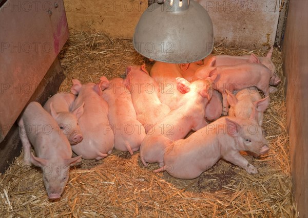 Pig farming