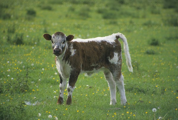 Longhorn calf in the meadow with buttercups