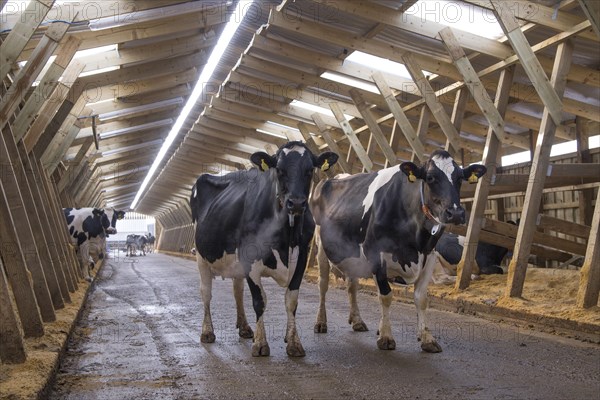 Dairy farming