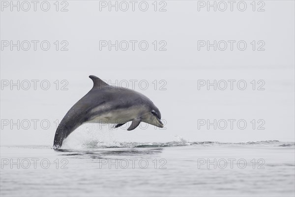 Bottlenose dolphin