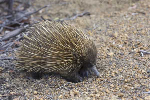 Echidna