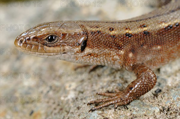 Viviparous lizard