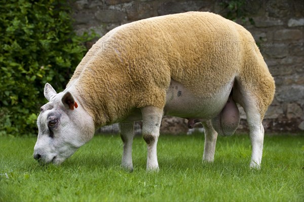 Domestic Sheep