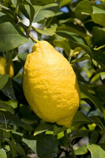 Lemon