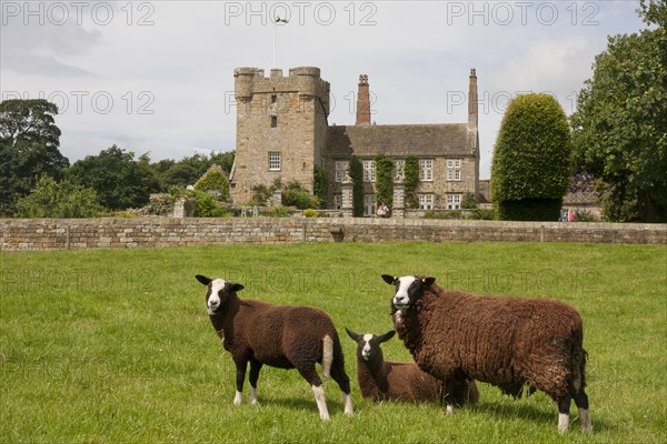 Domestic Sheep