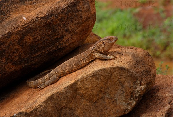 Savannah monitor