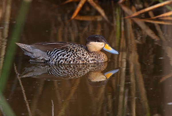 Silver Duck