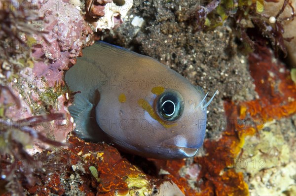 Midas Blenny