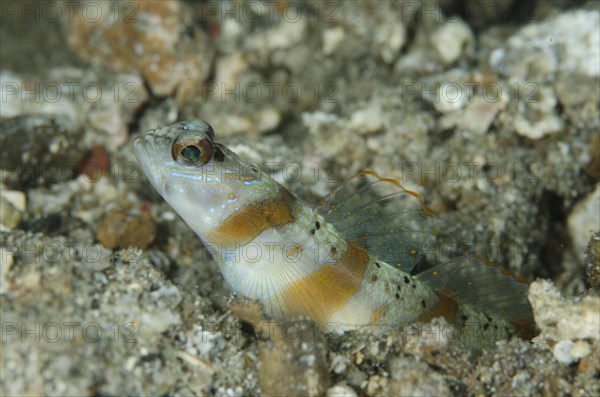 Arcfin Shrimpgoby