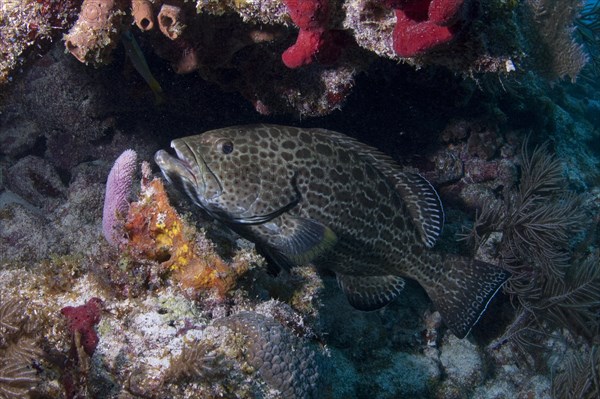 Adult yellowfin grouper