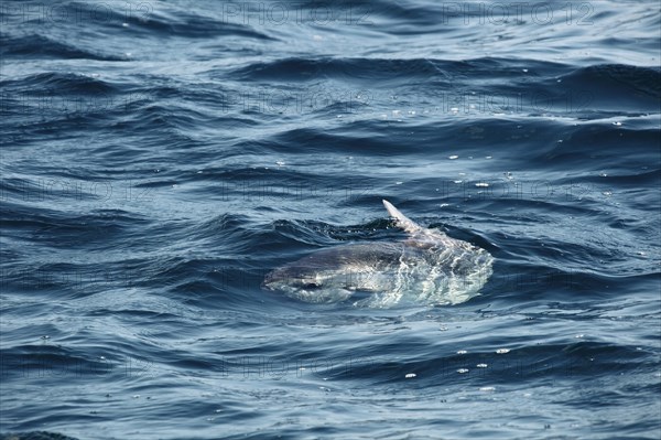 Ocean Sunfish