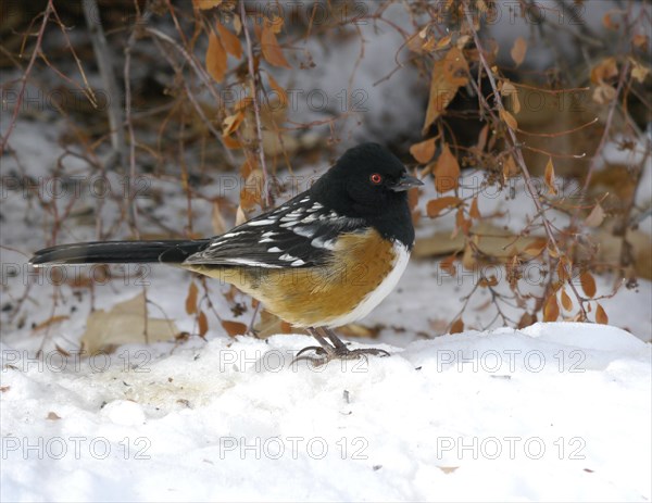 Spotted Towhee