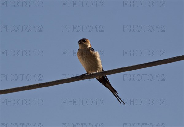 Red-rumped swallow