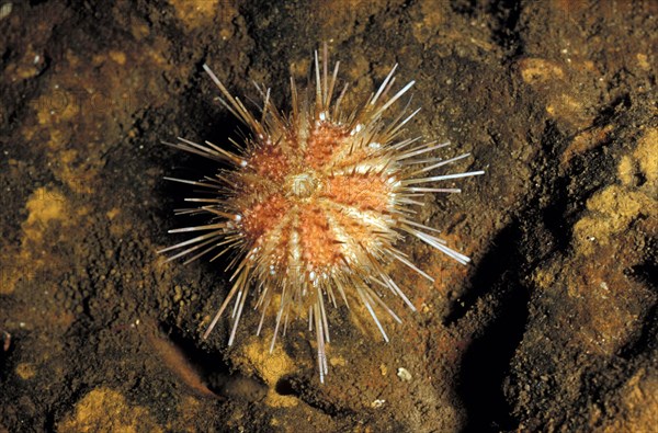 Urchin