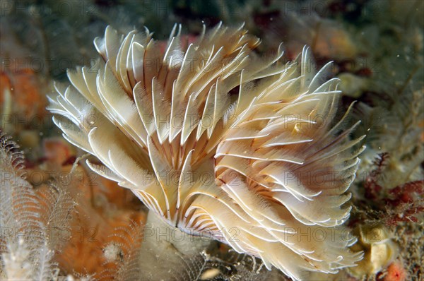 Twin-fan Worm