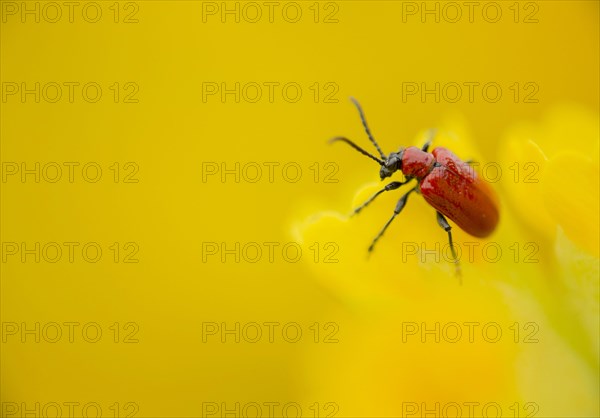 Scarlet Lilioceris scarlet lily beetle