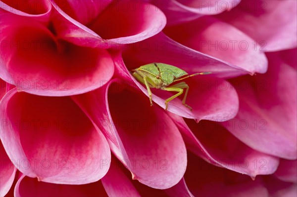 Green Shieldbug