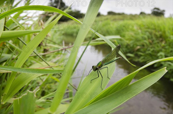 Agrion splendens