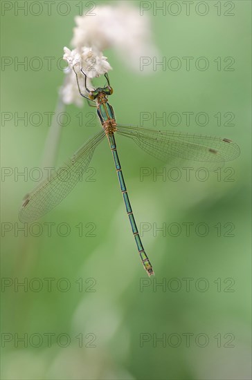 Emerald damselflies