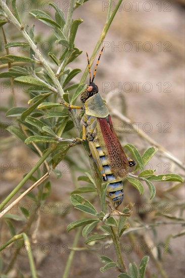 Gaudy grasshoppers