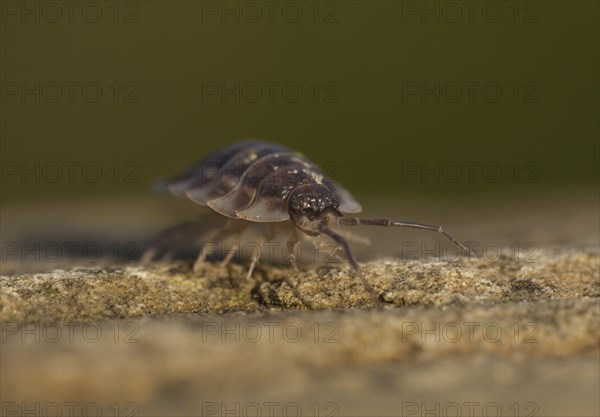 Common Woodlouse