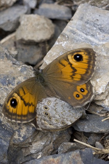 Large Wall Brown