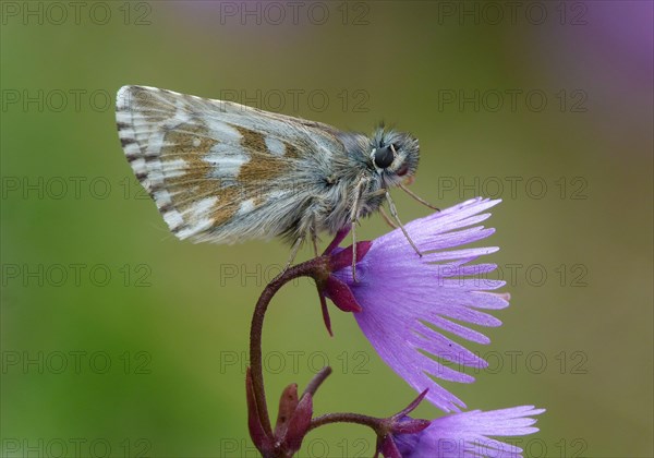 Olive olive skipper