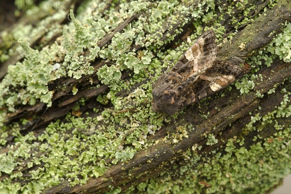 Yellow Spotted Woodland Owl