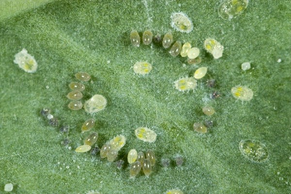 Cabbage moth scale insect