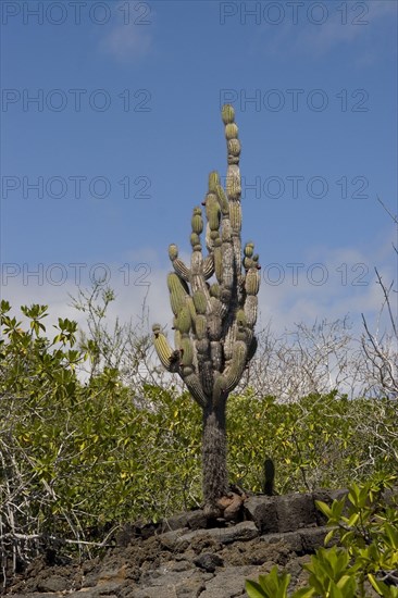 Candelabra cactus on Santa Cruz Island