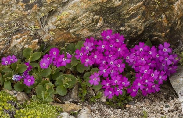 Hairy Primrose