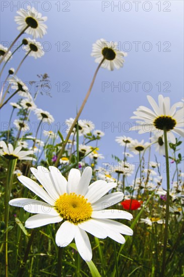 Ox-eye Daisy