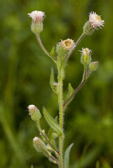 Flowering blue fleabane