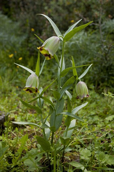 Fritillary