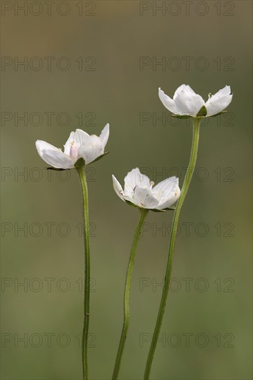 Grass of Parnassus