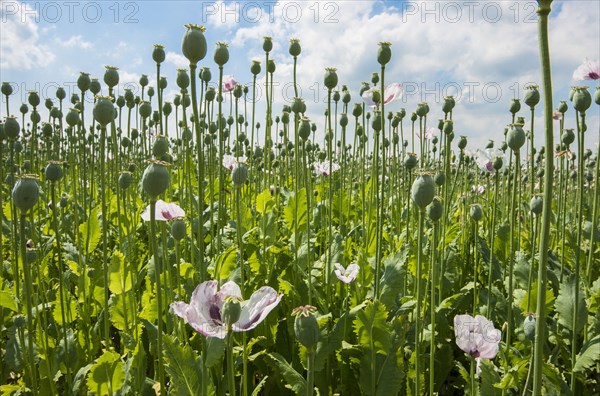 Cultivation of opium poppy